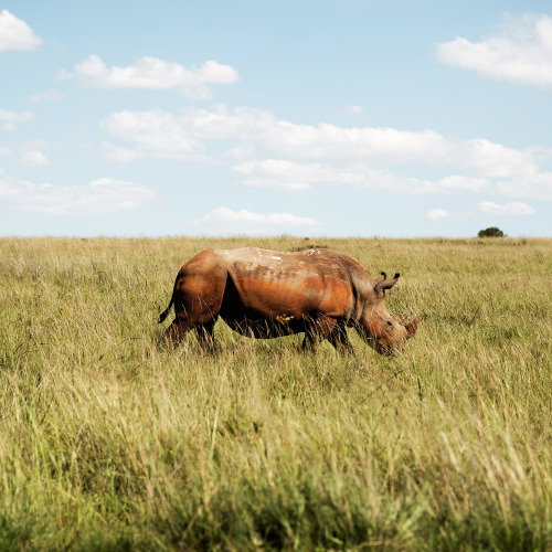 Meet the Street Art Rhino from Gauteng, South Africa.