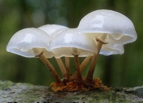  1. Bleeding Tooth Fungus 2. Schizophyllum Commune 3. Rhodotus Palmatus 4. Porcellain Fungus 5. Leratiomyces 6. Cup Fungus 7. Cyathus Striatus 8. Phallus Indusiatus 9. Clathrus Ruber 10. Geastrum Minimum more 