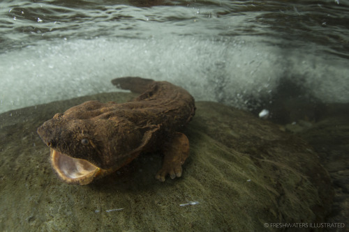 ainawgsd:The hellbender (Cryptobranchus alleganiensis) is a species of aquatic giant salamander ende