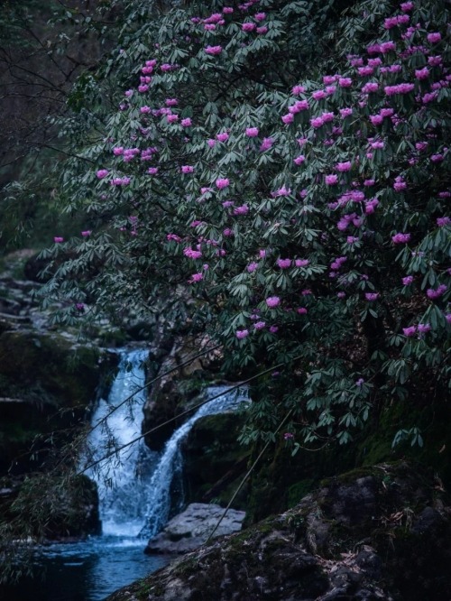 fuckyeahchinesegarden:  Rhododendrons by a creek in the mountains 