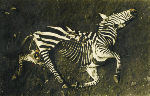 au-meme-endroit: Zebra, 1960, Peter Beard