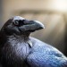 miss-vortex:Here are some interesting facts about the raven:• They are one of the