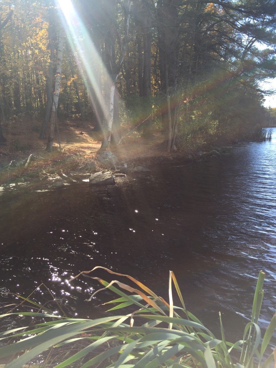 psychedelic-freak-out:  Some photos from my walk at the Grist Mill today