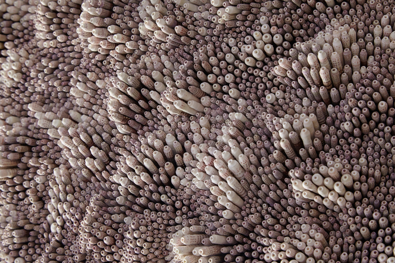 itscolossal:  New Textural Sculptures Made With Swirls of Seashells by Rowan Mersh