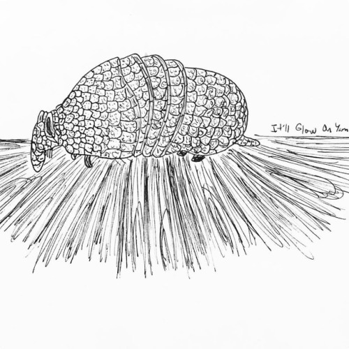 Sketch of my dear friend Sheldon. He skitters, curls, and folds perfectly within himself. #armadillo