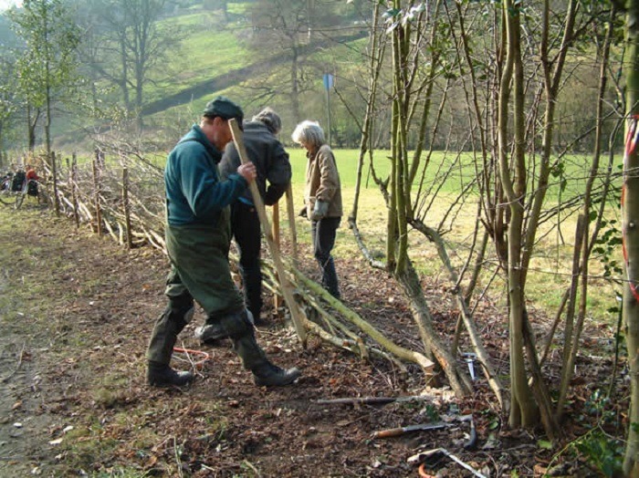 Country Tweed — papalagiblog: Hedge Laying Trees & Shrubs good...