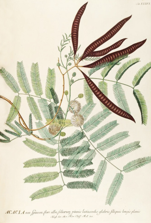 Georg Dionysus Ehret, Acacia illustration for Plantae selectae quarum imagines ad exemplaria natural