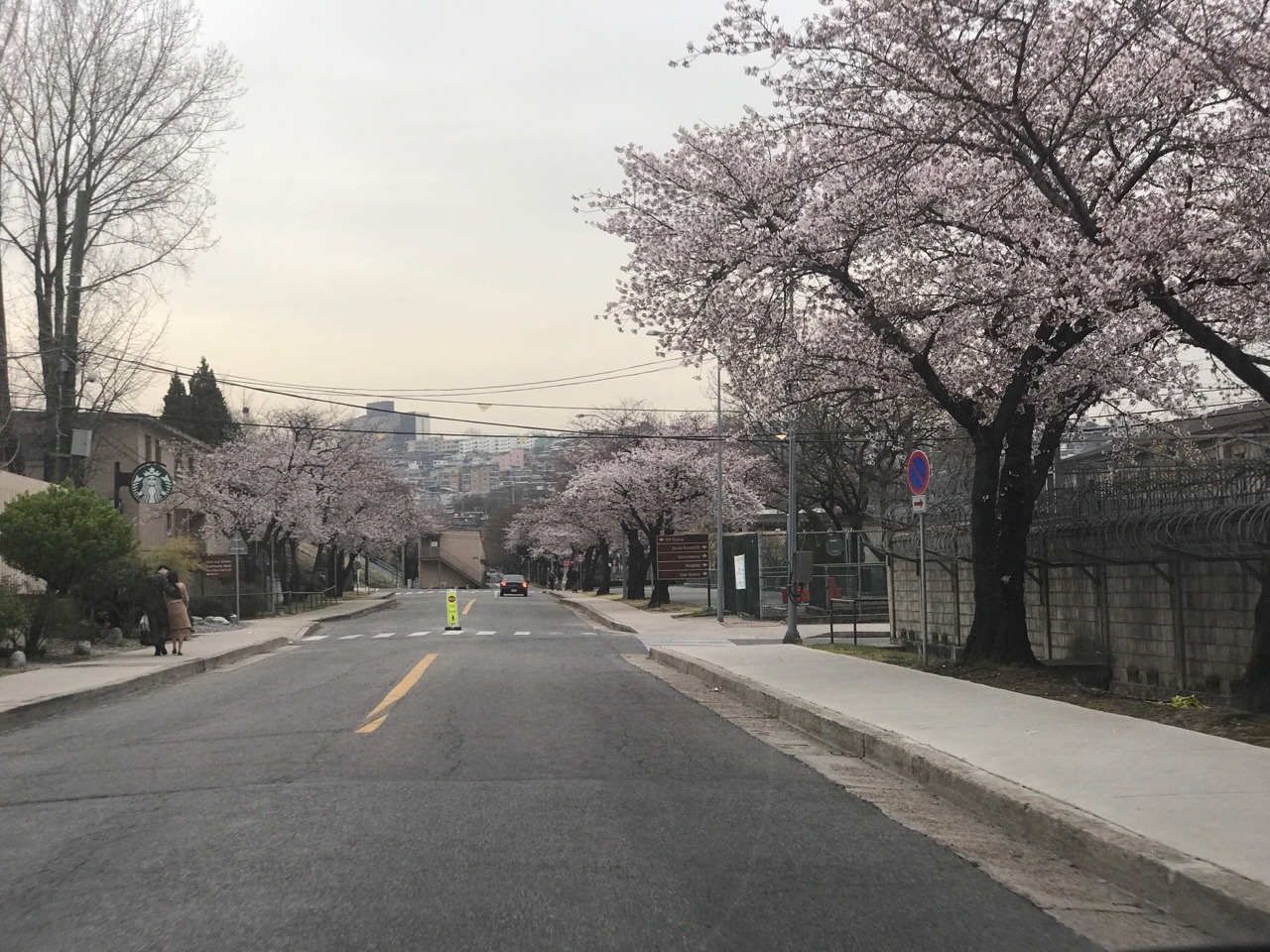 Cherry blossoms in Yongsan