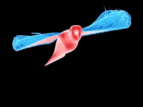 bushdog:(via 「視覚的」かつ「数学的」：流体力学の世界に迷い込むGIF動画 « WIRED.jp) ハチドリは、空気力学的揚力というよりは、渦糸の非定常動力学を利用して飛ぶ。それを視覚化し