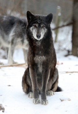 wolveswolves:  Wolf at Wolf Sanctuary PA by Sharon Sipple