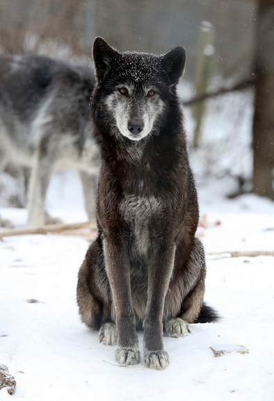 wolveswolves:Wolf at Wolf Sanctuary PA by Sharon Sipple