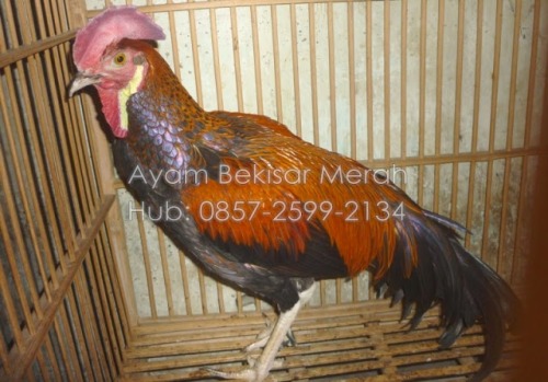 chickenoftheday: Ayam Bekisar  the bekisar is not a breed of chicken, but first generation hybr