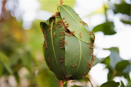 decolonize-the-left:I got emotional over weaver ants because of how they use the leaves. Like they’re ants??? Simple babies??But over their time as a species and living (largely) undisturbed they learned to do baby!construction (that I thought was