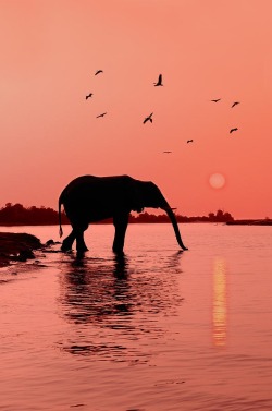 disminucion:  Sunset With Elephant 