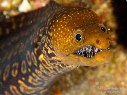 domicileensnared:strangebiology:bogleech:bogmud:fangtooth morayphotos by Sacha LobensteinMoray eels 