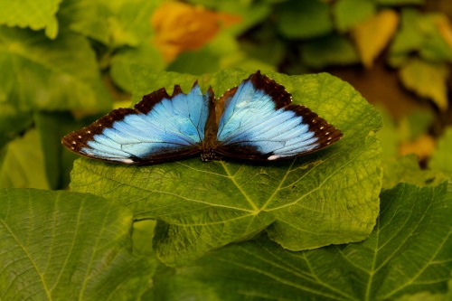 cutefloralprincess: A few vivid/neat photos I got from the aquarium. 