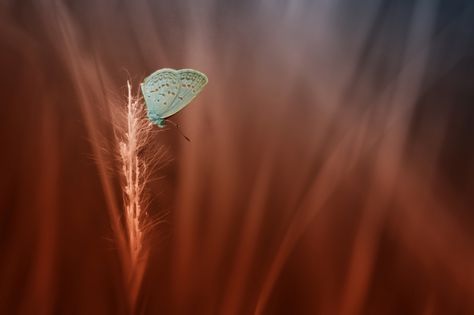 staceythinx:  Macro photography by Alfian Ismail