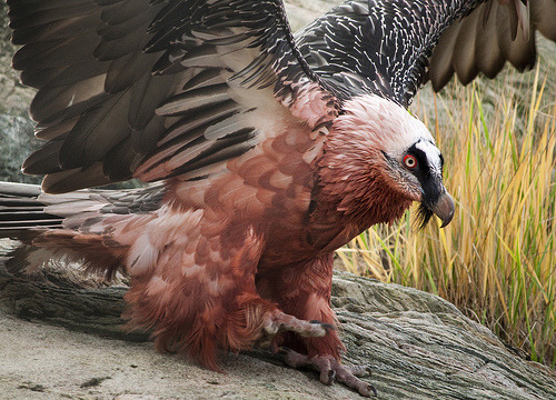 jackscarab:  thecheshirecass:  simplytheanthropic:   My all time favorite animal. The red-bearded vulture.  The bearded vulture, or lammergeier, lives on a steady diet of bones (more specifically the marrow) and dyes its own feathers blood red.  Bearded