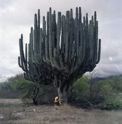 likeafieldmouse:  Saguaro Cactus 