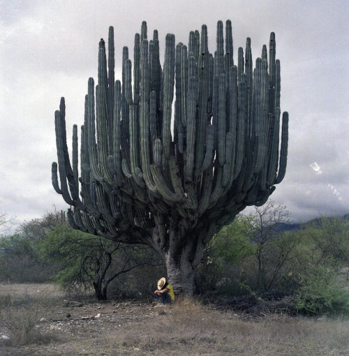 Porn likeafieldmouse:  Saguaro Cactus photos