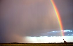 End Of The Rainbow (Giraffe And Passing Storm, Kenya)