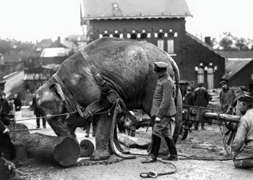 tuttieroi - This elephant from Amburgo’s zoo was employed by the...