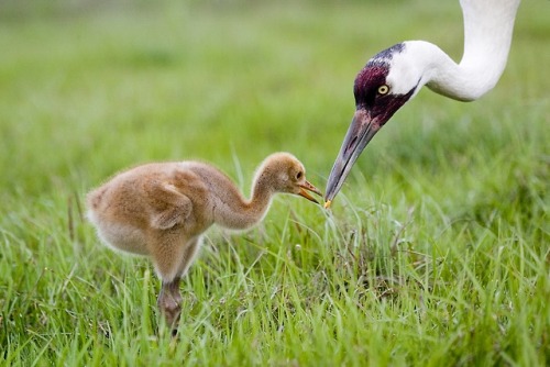 lovingexotics - Whooping Crane Grus americana Source - Here