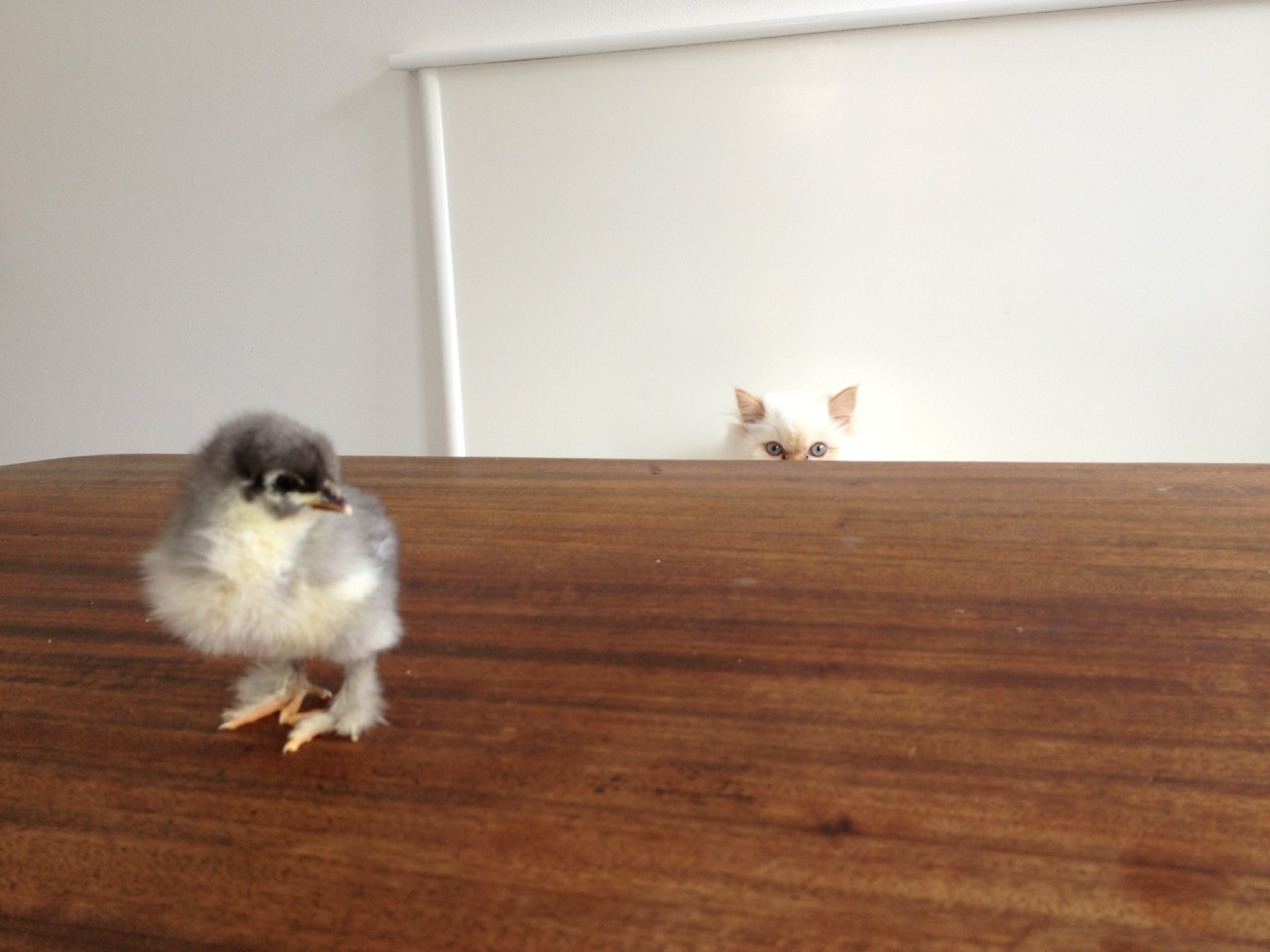 newtowngarden:  Just some morning cuteness. Enjoy. 