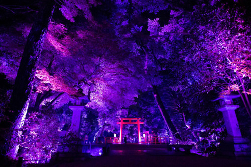 thedesigndome:  Tokyo Forest and Shrine Spectacularly Illuminated In Interactive Light Display The ancient sanctuary, Shimogamo Shrine and its neighbouring forest has been illuminated in two brilliant interactive light displays by Teamlab. Keep reading