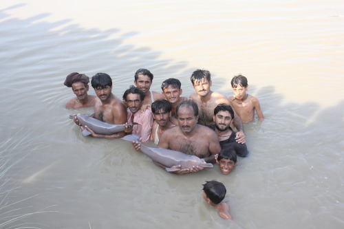 edge-of-existence-edge:The South Asian river dolphin is a slow, slow breeder, which is part of 