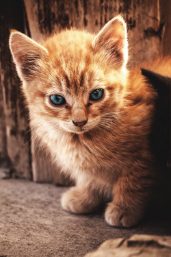 azuroworld:  Shy cat by Rémi Morel | Azuro