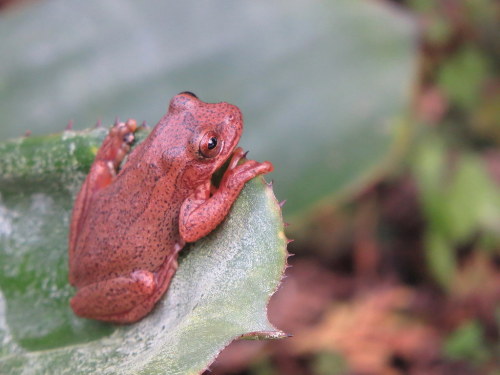 Dendropsophus bogerti by Carlos Iván Restrepo