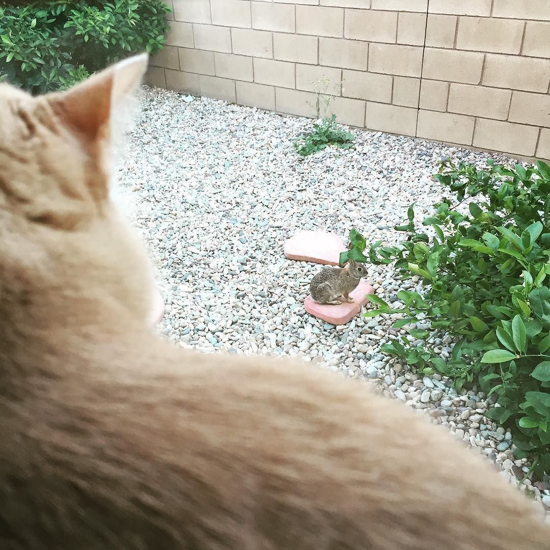 &ldquo;Get off my lawn bitch.&rdquo; 😂🐈🐰 by realnicoleaniston