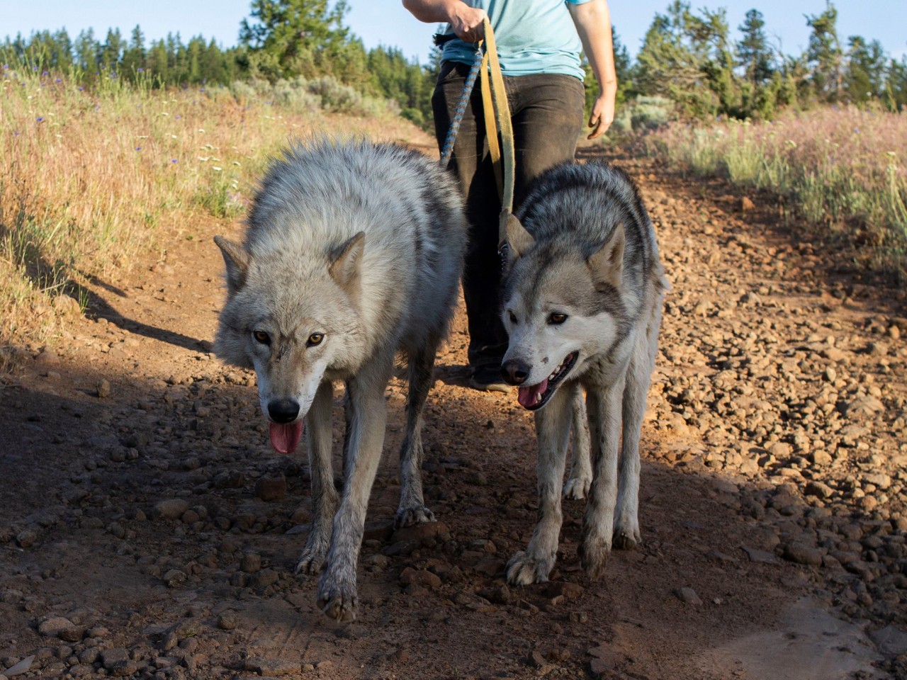 Orion and Casper were best friends <3 