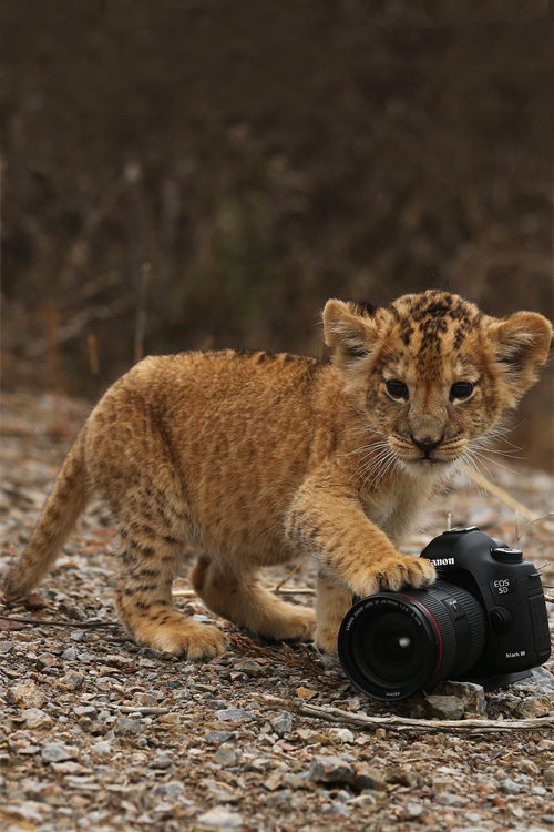 celestiol:  al pequeño leon le gusta canon | by Carlos Romero 