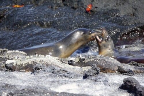 The Galápagos Islands sometimes felt like we were on another planet watching alien species! T