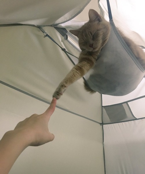 hitmewithcute:Tent Cat