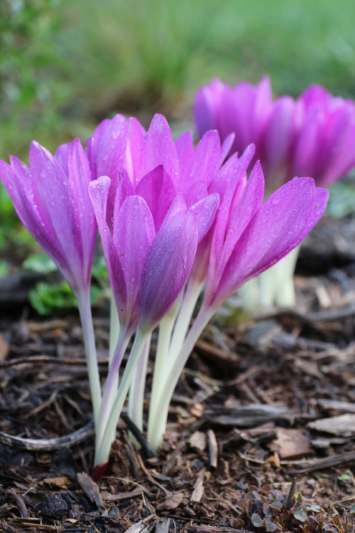 Fall prelude !These late summer, early fall flowering gems are Colchicum Rosy Dawn and speciosum wit