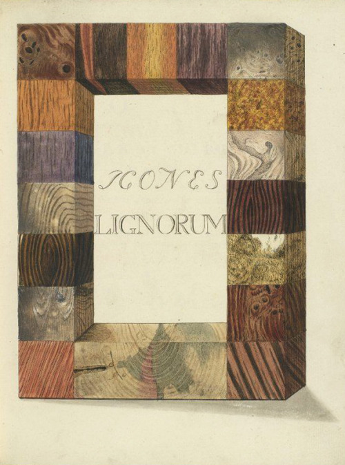 Icones lignorum, 1773. A book about wood In in dutch, german, english, french and latin. Unknown art