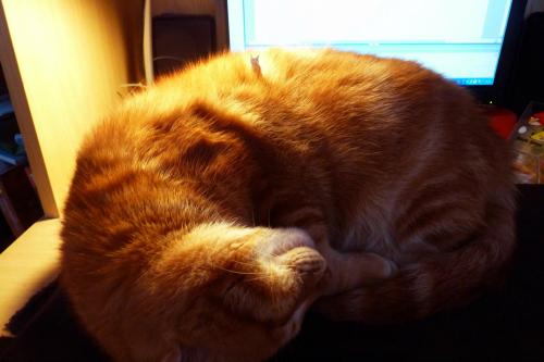 gingercatsneeze:Look very carefullyThere’s a golden field on every ginger cat’s back