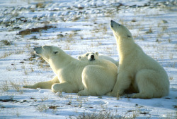 thepolarbearblog:  Waiting for the Ice by