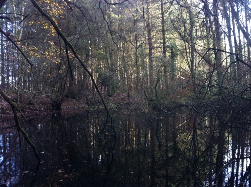 farfromthetrees:  Few phone snaps from todays walk. I didn’t get time to build a fire like I wanted to but I explored a new portion of these woods that I hadn’t yet been in. Still had time to sit and enjoy a cuppa though so it’s all good.