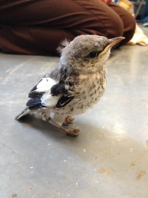 mymodernmet:Adorable Mockingbird Wears Tiny, Homemade “Snowshoes” to Heal Her Injured Feet