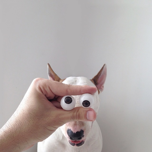 Dog owner creates fun and adorable illustrations with his Bull Terrier[via rafaelmantesso]