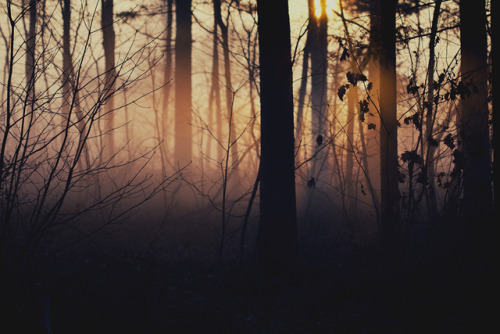 memoryslandscape:Mathijs Delva, Taste the Morning Light and Fairy Fog (2), 2012