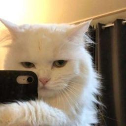 G-gatitos??