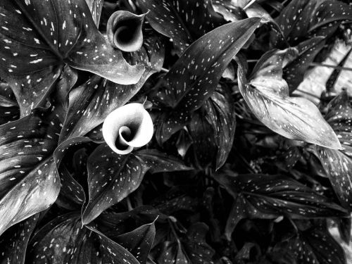 There&rsquo;s a valley of calla lilies somewhere in california. You should go find them. #ricoh #gr