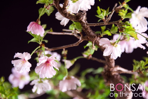 桜（サクラ）の盆栽SAKURA, Cherry blossom bonsai on a rock2017.4.15 撮影bonsai on the rock| Creema | BASE |