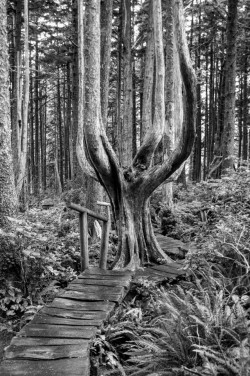 frommylimitedtravels:  Along the trail to Cape Flattery.this pathway and tree are so cool…  Babeee, this is along the trail to the place I want to go when you come back out ❤️😘