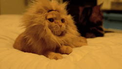 cineraria:  ライオンに変身する猫 Transform oneself from Cat to Lion - YouTube